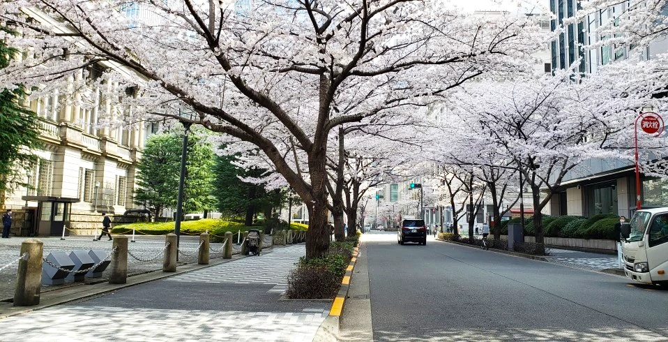 Edo Sakura-dori Street Nihonbashi Tokyo Japan