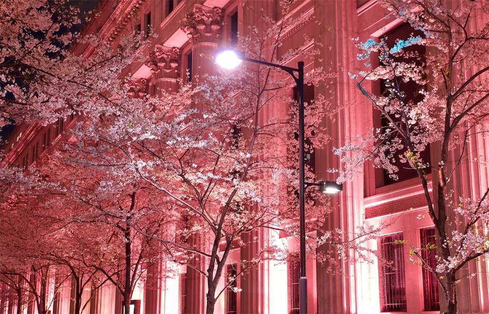 Nihonbashi Sakura Festival Tokyo Japan Cherry Blossoms